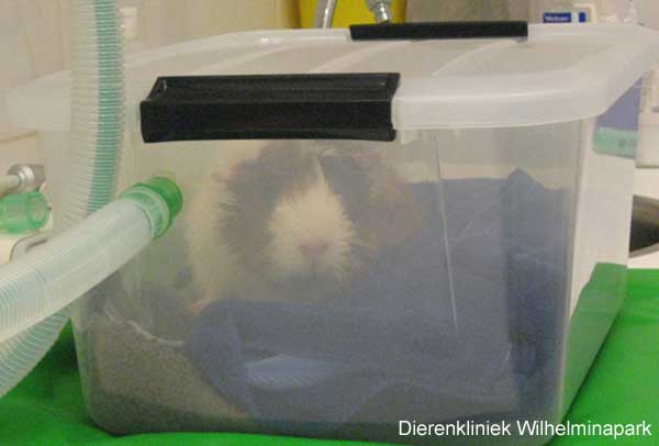 In een verwarmde plastic kooi met zuurstof en warmte komt de cavia bij.
